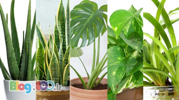 برگزاری کارگاه اموزشی گلهای اپارتمانی و فضای باز